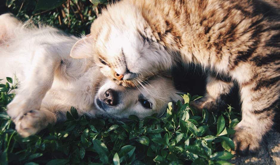 Quels métiers dans les soins aux animaux ?